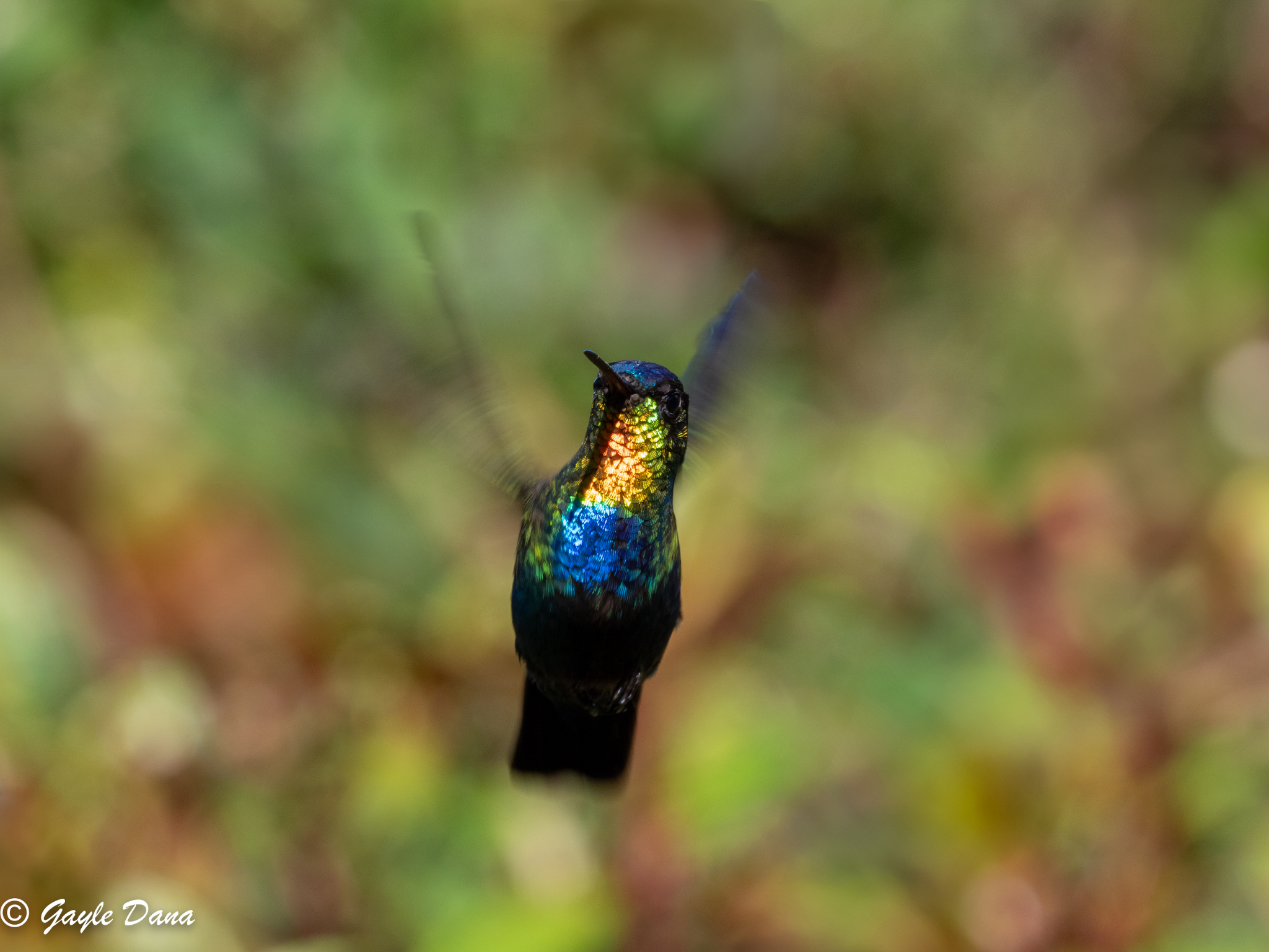 Fiery throated Hummingbird front